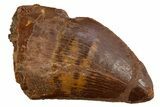 Serrated, Carcharodontosaurus Tooth - Real Dinosaur Tooth #308361-1